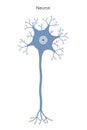 Neuron. Neuronal structure.